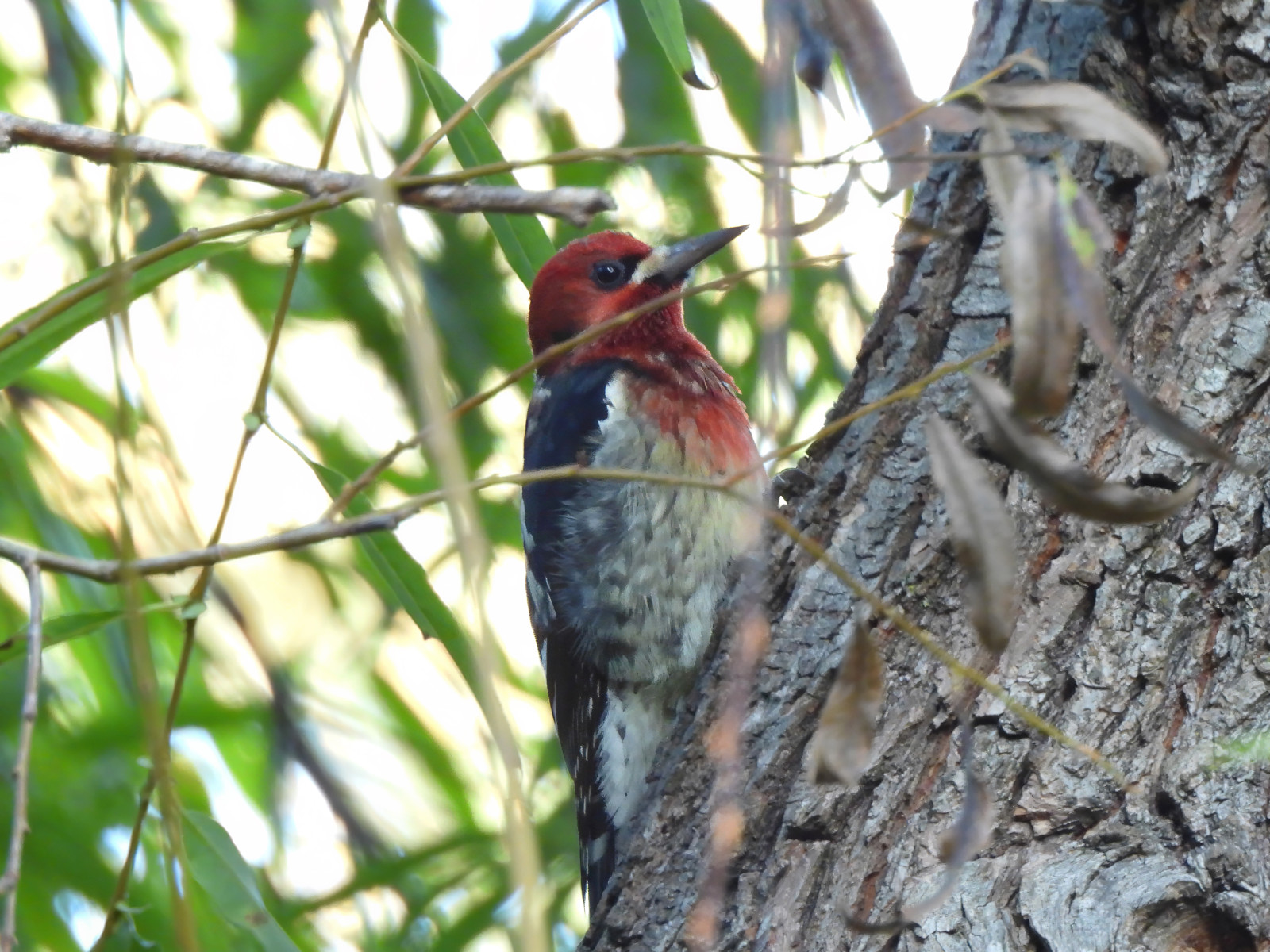 image Red-breasted Sapsucker